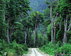 CH Puyuhuapi Austral road.jpg (35756 bytes)