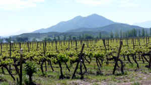 !!!CH Vina La Playa vines.jpg (51476 bytes)