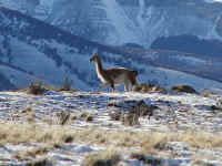 !guanaco.jpg (362816 bytes)