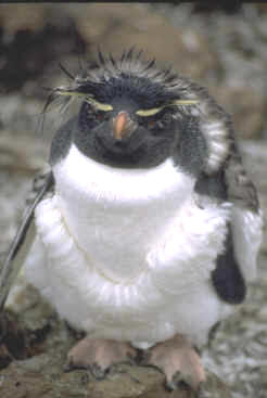 FK-rockhopper.jpg (186104 bytes)