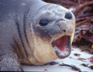 !!!!PBL-sea-lion-mouth.jpg (22665 bytes)