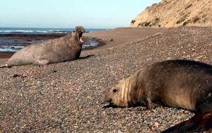 AR-VALDES-Pedral elephant seals.jpg (70100 bytes)