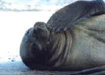 !!!AR Valdes Delgada elephant seal.jpg (11984 bytes)