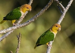 !!!BRA AFL CRISTALINO parrotts.jpg (52024 bytes)