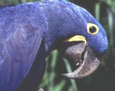 Hyacinth Macaw