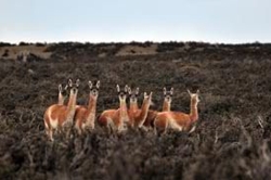 CHI PAI Est Cerro Guido guanacos.jpg (33832 bytes)