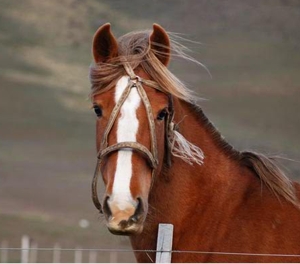 CHI PAI Est Cerro Guido horse face.jpg (53584 bytes)