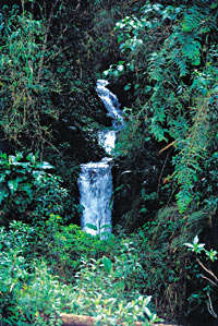 EC-Luna-waterfall.jpeg (34678 bytes)