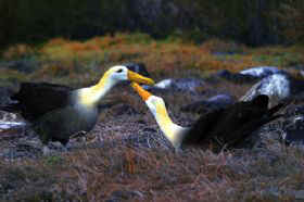 CALENDAR 12 DEC - Albatross.jpg (12248 bytes)