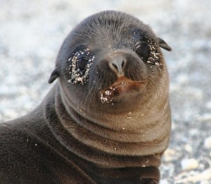 !!!!GPS Safari Camp baby sea lion.jpg (22343 bytes)