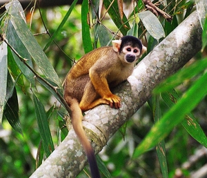 !!!ER RE TRC Squirrel monkey.jpg (94365 bytes)