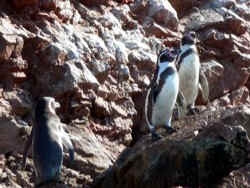 !!!PAR Ballestas penguins.jpg (49339 bytes)