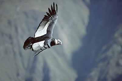 PE-Colca-Condor.jpeg (6892 bytes)