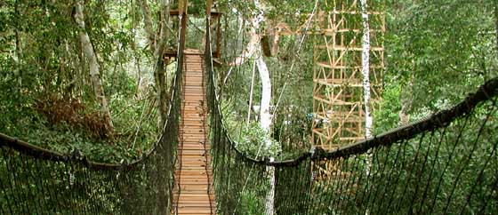 PE-Rreserva-canopy walk.jpg (45264 bytes)