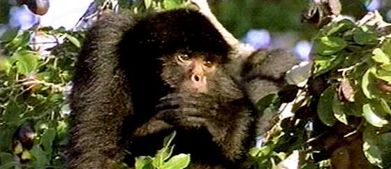 PE-Rreserva-monkey.jpg (29812 bytes)