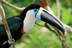 !!!PER ARIA Toucan.jpg (38192 bytes)