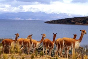 !!!PER Puno Titilaka guanacos.jpg (20336 bytes)