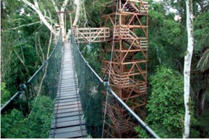 PER Reserva Canopy Walk Tower.jpg (30174 bytes)